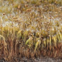 Heath Star-moss